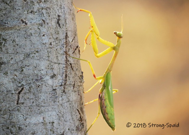 Praying Mantis