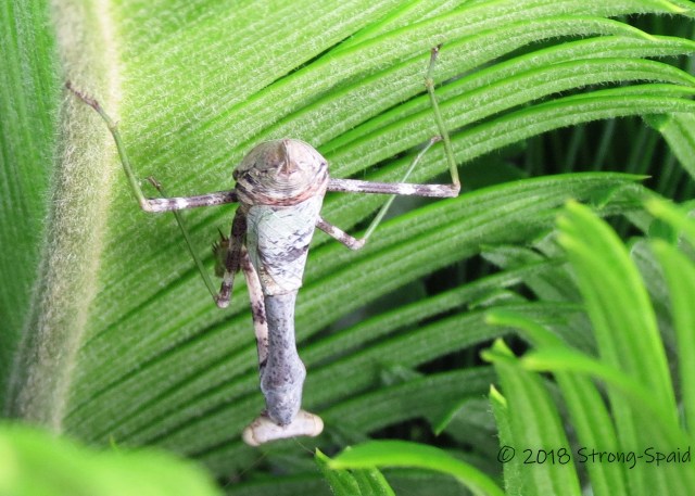 Praying Mantis upside down