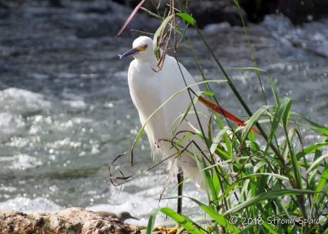 Snowy Egret